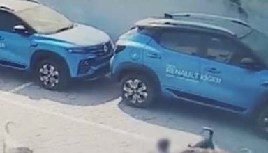 Dogs scratched a 4-year-old child badly, the innocent died on the spot