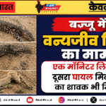 बज्जू में वन्यजीव शिकार का मामला: एक मॉनिटर लिजार्ड मृत, दूसरा घायल मिला, हिरण का शावक भी मिला मृत
