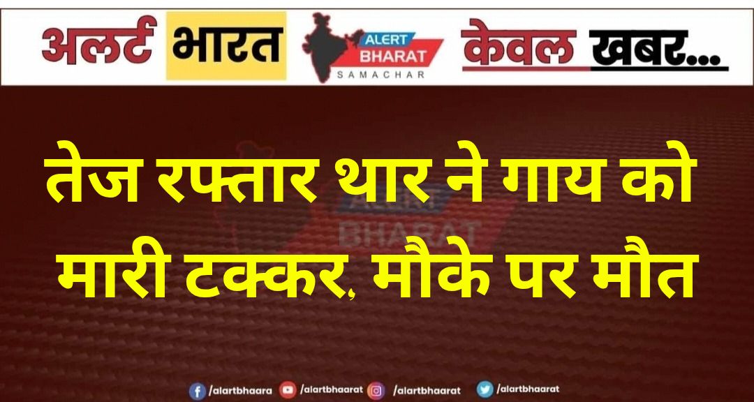तेज रफ्तार थार ने गाय को मारी टक्कर, मौके पर मौत