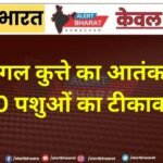 पागल कुत्ते का आतंक, 1500 पशुओं का टीकाकरण